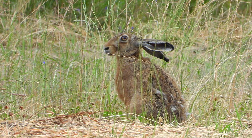 Zając szarak (Lepus europaeus)