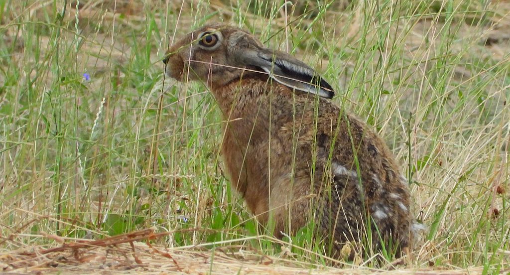Zając szarak (Lepus europaeus)