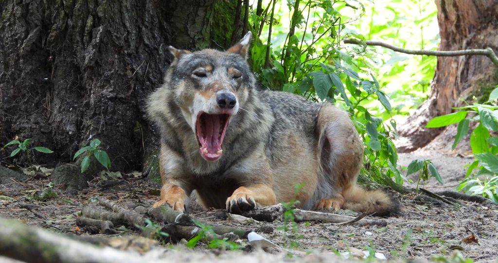 Wilk szary, wilk (Canis lupus)
