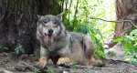 Wilk szary, wilk (Canis lupus)