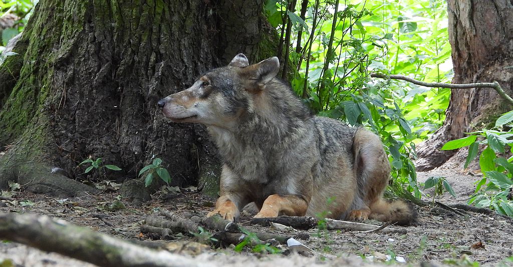 Wilk szary, wilk (Canis lupus)