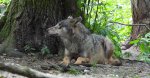 Wilk szary, wilk (Canis lupus)