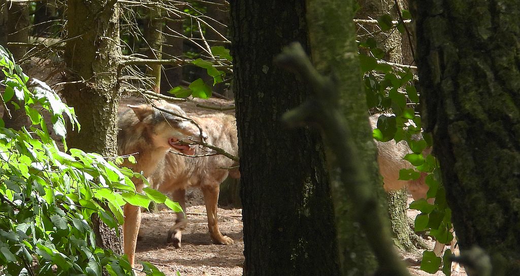 Wilk szary, wilk (Canis lupus)