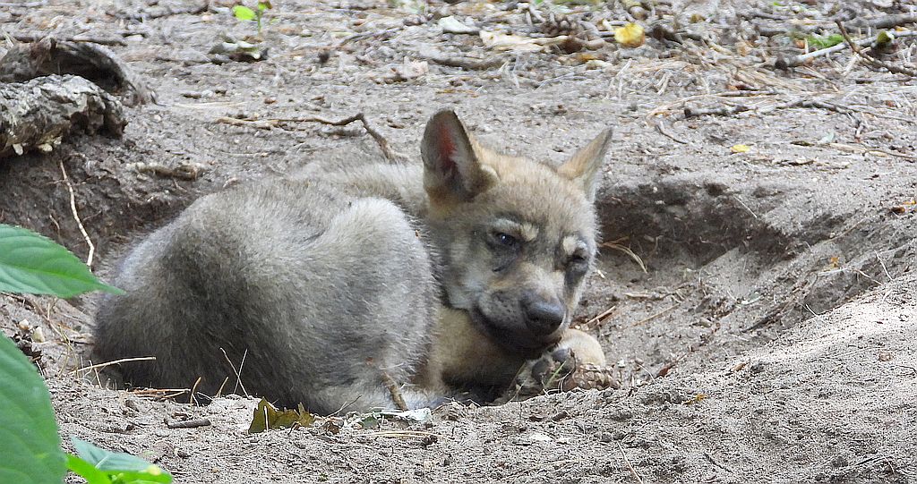Wilk szary, wilk (Canis lupus)