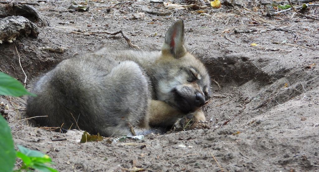 Wilk szary, wilk (Canis lupus)