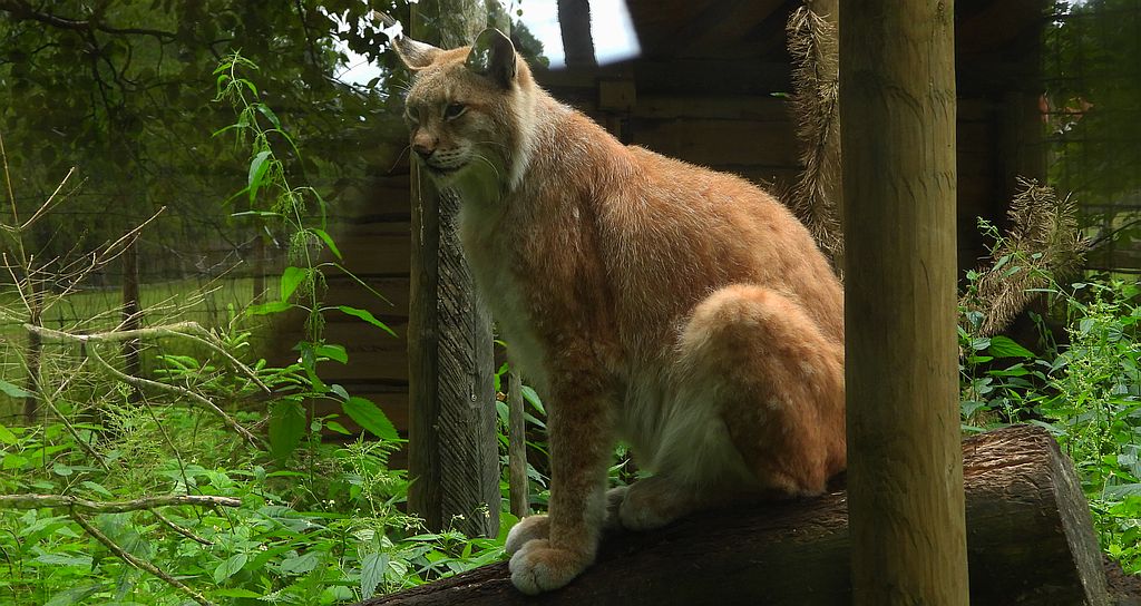 Ryś euroazjatycki, ryś (Lynx lynx)