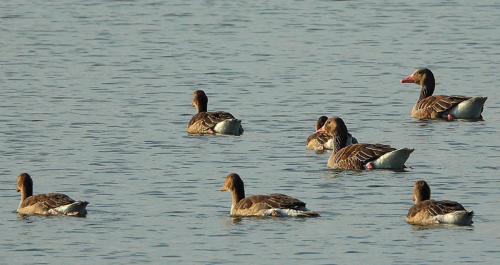 Gęgawa, gęś gęgawa (Anser anser)