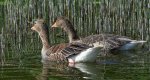 Gęgawa, gęś gęgawa (Anser anser)