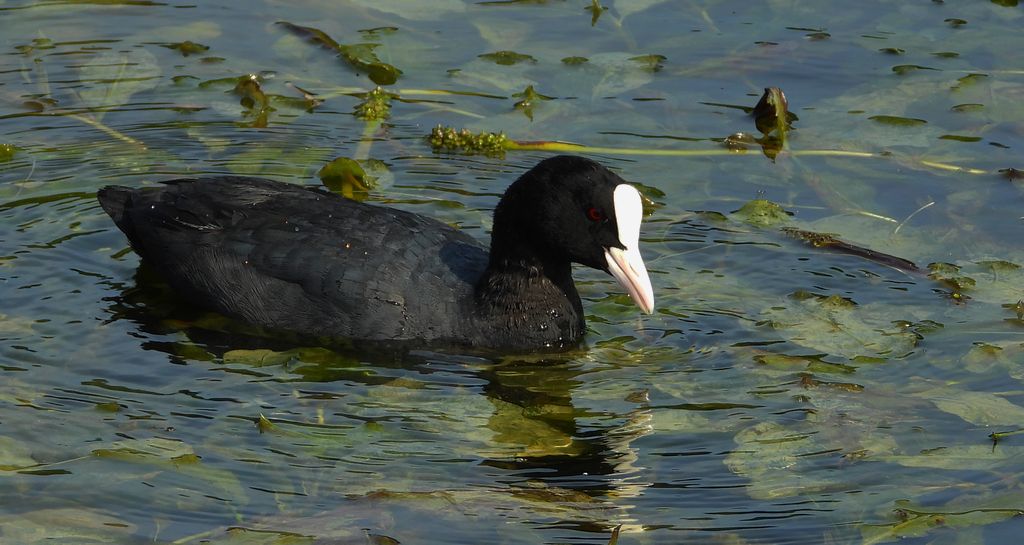 Łyska zwyczajna, łyska (Fulica atra)