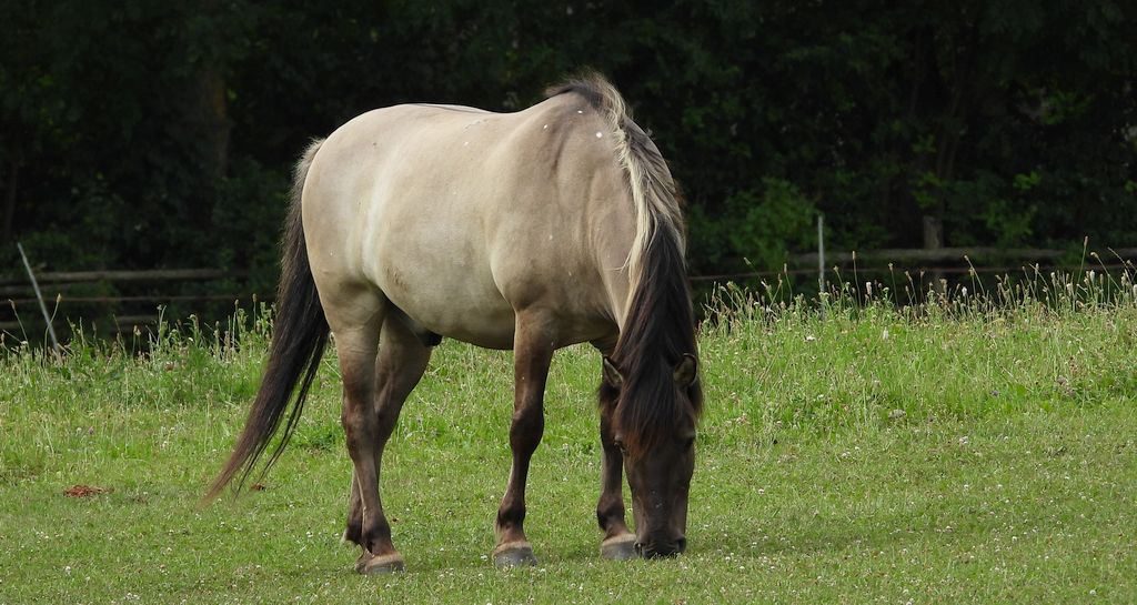 Konik polski, konik biłgorajski