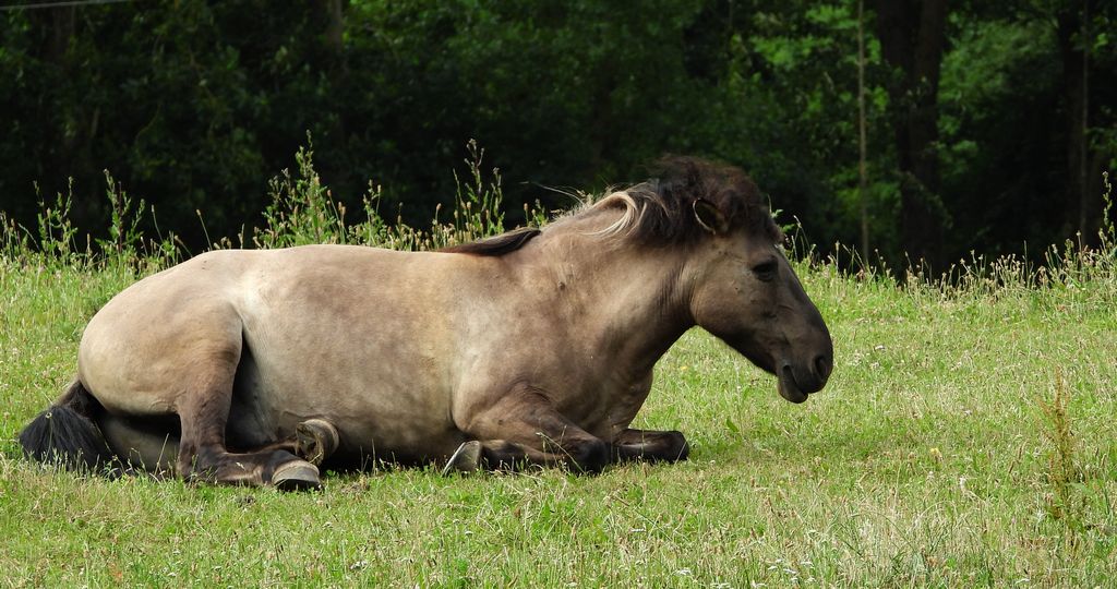 Konik polski, konik biłgorajski