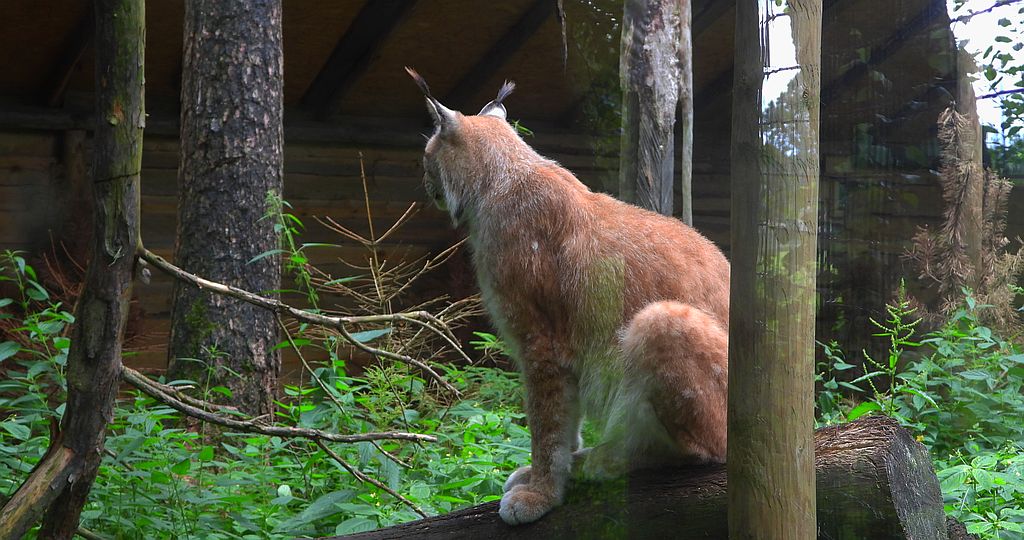 Ryś euroazjatycki, ryś (Lynx lynx)