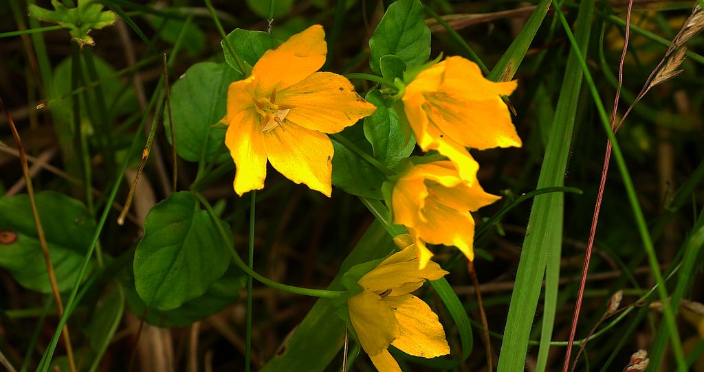 Tojeść rozesłana (Lysimachia nummularia)