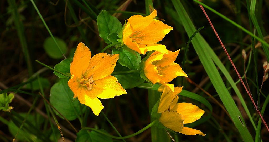 Tojeść rozesłana (Lysimachia nummularia)