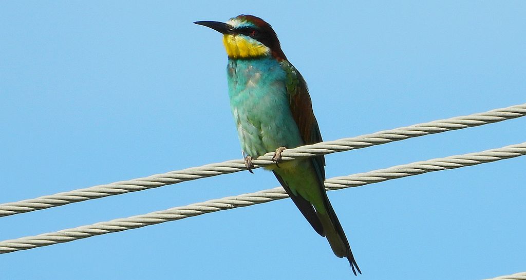 Żołna zwyczajna, żołna, żołna pospolita, żołna pszczołojad (Merops apiaster)
