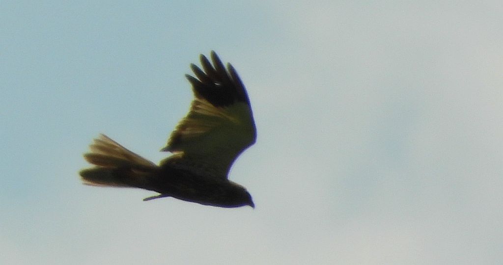Błotniak łąkowy, błotniak popielaty (Circus pygargus)