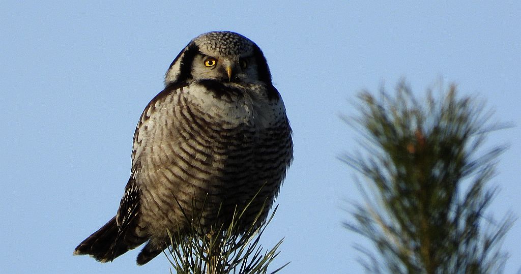 Sowa jarzębata (Surnia ulula)
