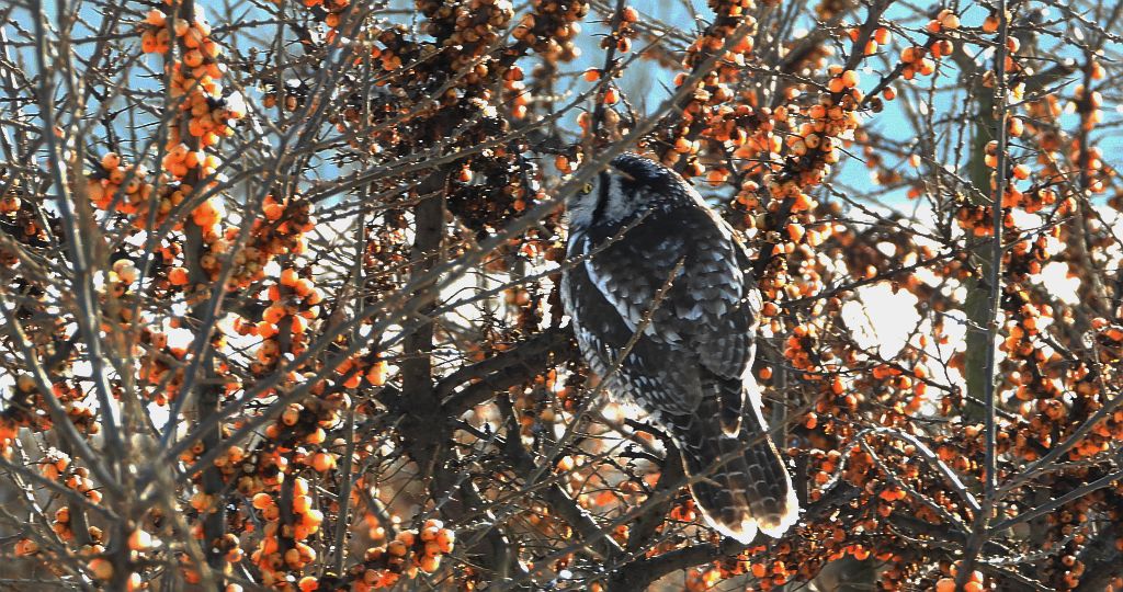 Sowa jarzębata (Surnia ulula)