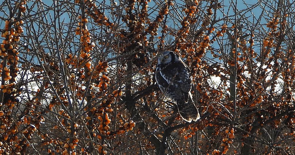 Sowa jarzębata (Surnia ulula)