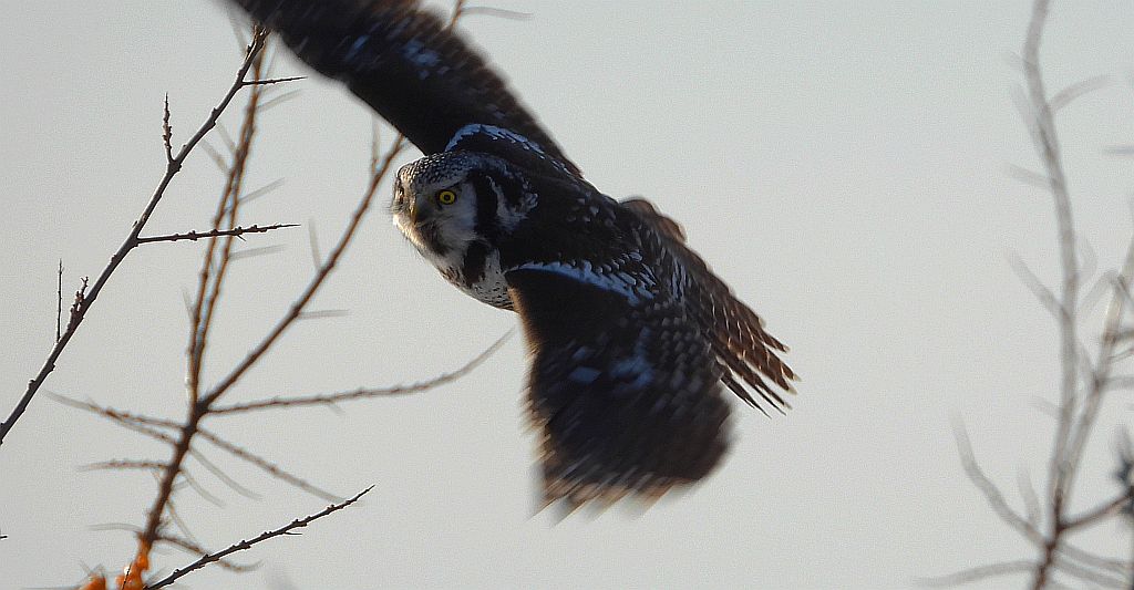 Sowa jarzębata (Surnia ulula)