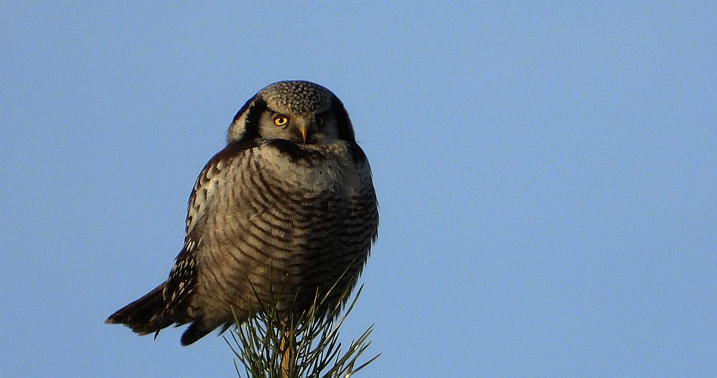 Sowa jarzębata (Surnia ulula)