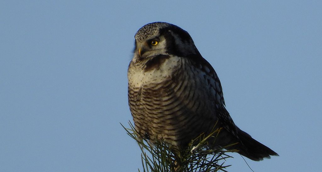 Sowa jarzębata (Surnia ulula)