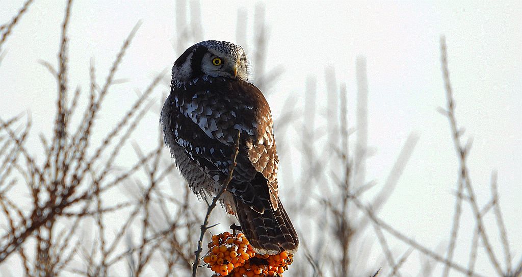 Sowa jarzębata (Surnia ulula)
