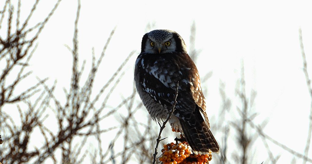 Sowa jarzębata (Surnia ulula)