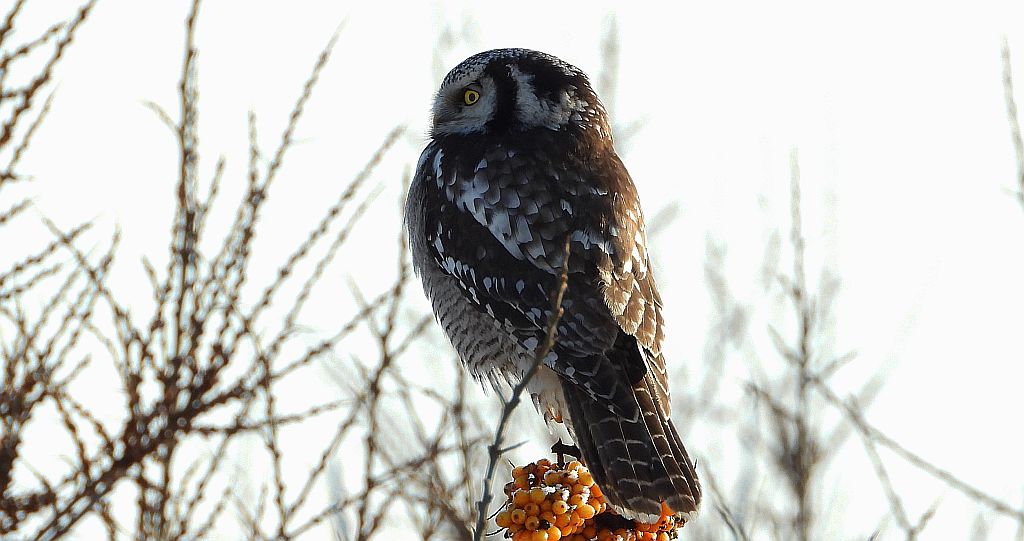 Sowa jarzębata (Surnia ulula)