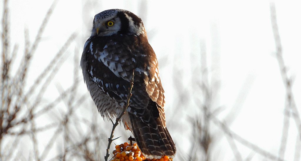 Sowa jarzębata (Surnia ulula)