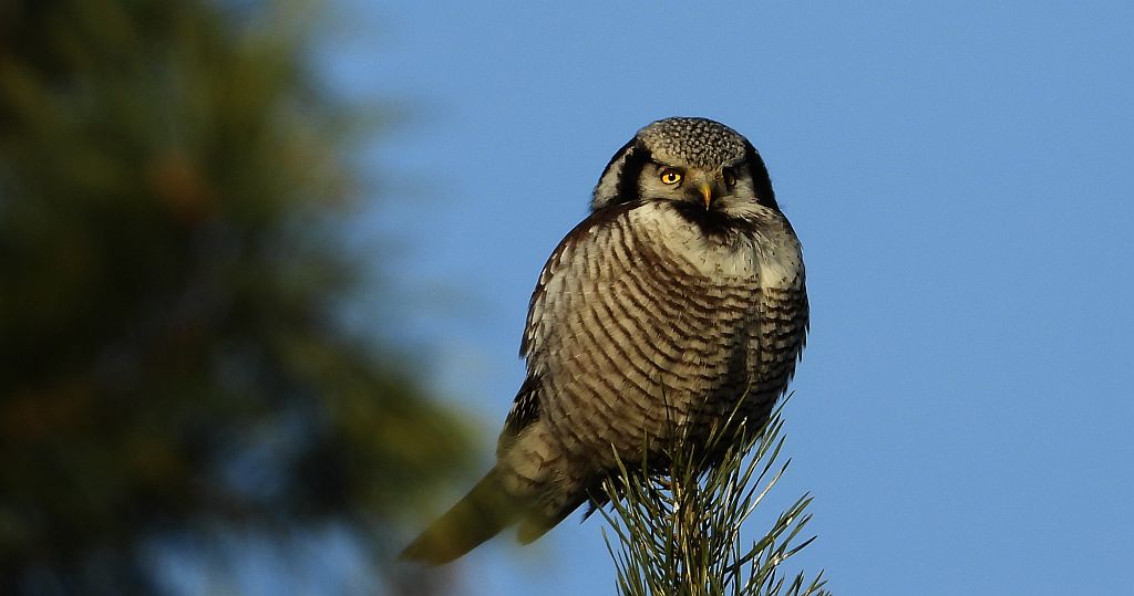 Sowa jarzębata (Surnia ulula)