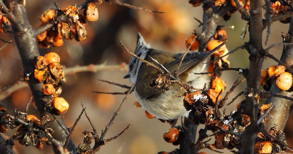 Czubatka europejska, czubatka, sikora czubatka, sikora czubata (Lophophanes cristatus)