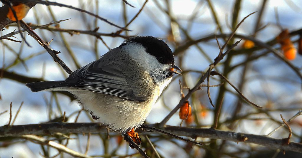 Czarnogłówka, czarnogłówka zwyczajna, sikora czarnogłowa, sikora czarnogłówka (Poecile montanus)
