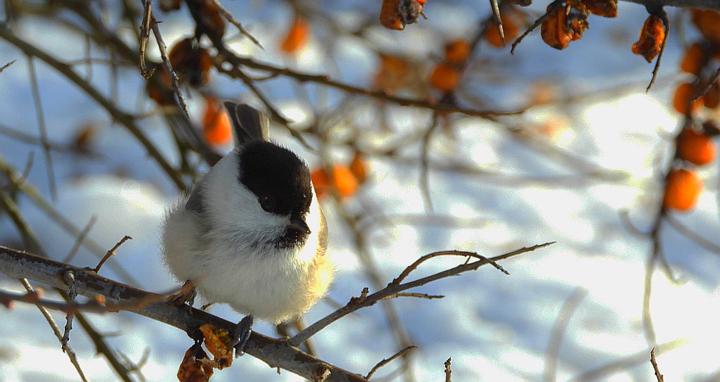 Czarnogłówka, czarnogłówka zwyczajna, sikora czarnogłowa, sikora czarnogłówka (Poecile montanus)