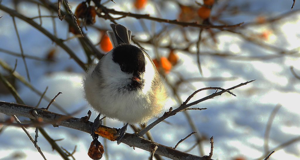 Czarnogłówka, czarnogłówka zwyczajna, sikora czarnogłowa, sikora czarnogłówka (Poecile montanus)