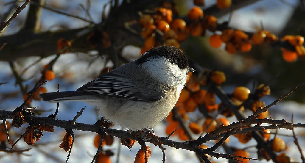 Czarnogłówka, czarnogłówka zwyczajna, sikora czarnogłowa, sikora czarnogłówka (Poecile montanus)