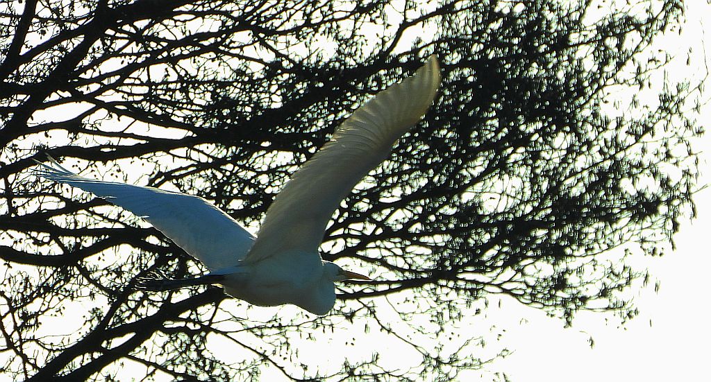 Czapla biała (Ardea alba)