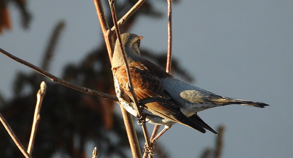 Kwiczoł (Turdus pilaris)