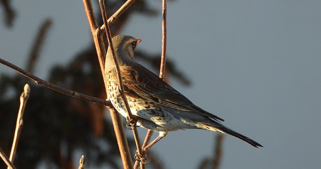 Kwiczoł (Turdus pilaris)
