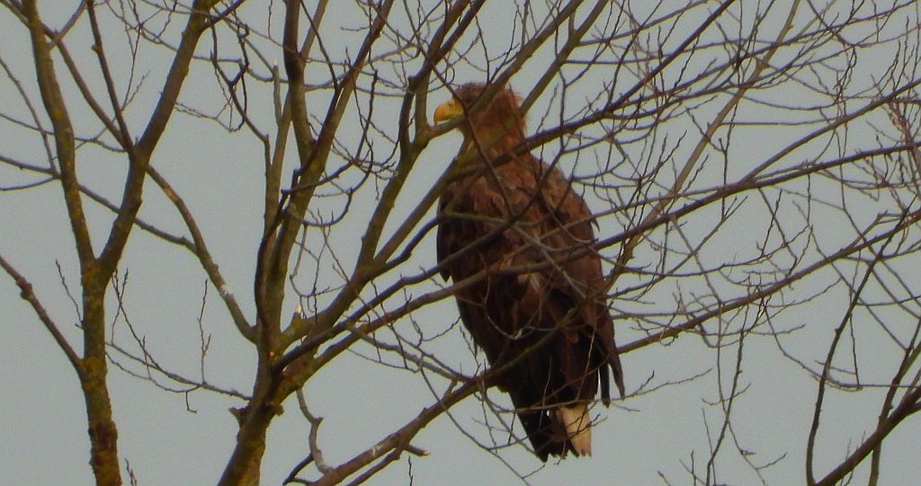 Bielik, bielik zwyczajny, birkut (Haliaeetus albicilla)