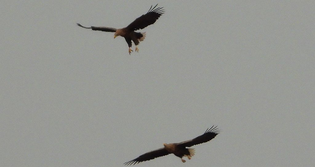 Bielik, bielik zwyczajny, birkut (Haliaeetus albicilla)