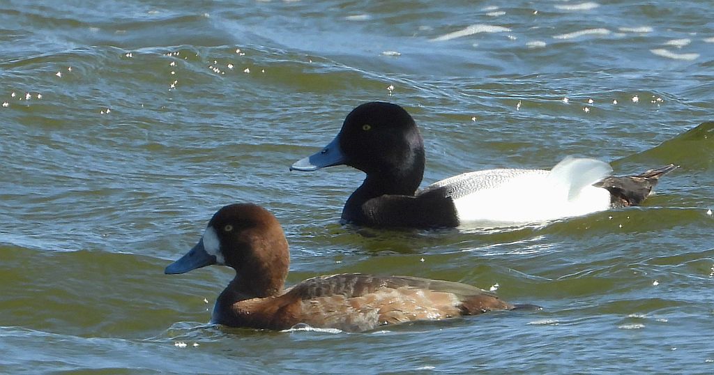 Ogorzałka zwyczajna, ogorzałka (Aythya marila)