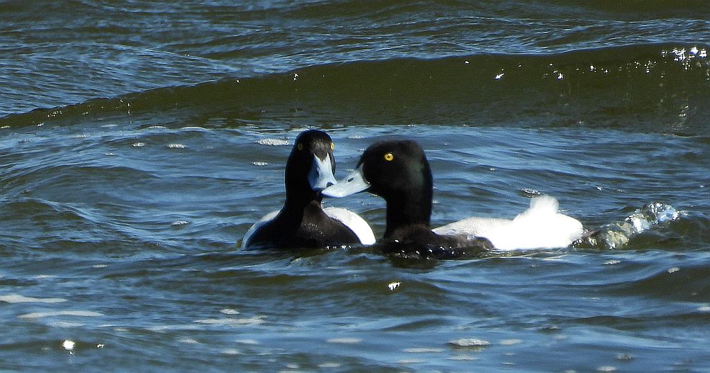 Ogorzałka zwyczajna, ogorzałka (Aythya marila)