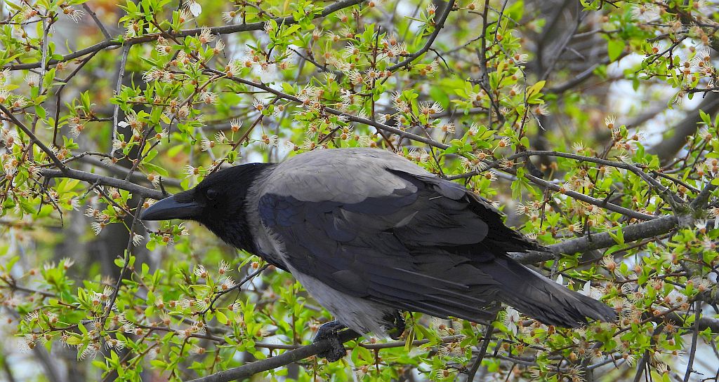 Wrona siwa, wrona (Corvus corone)