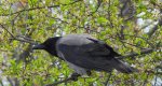Wrona siwa, wrona (Corvus corone)