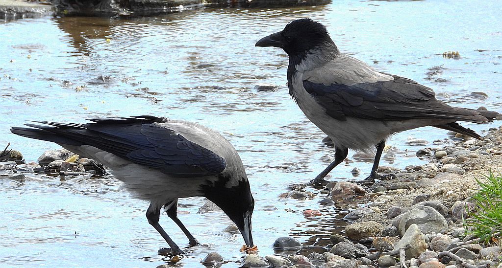 Wrona siwa, wrona (Corvus corone)