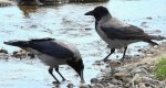 Wrona siwa, wrona (Corvus corone)