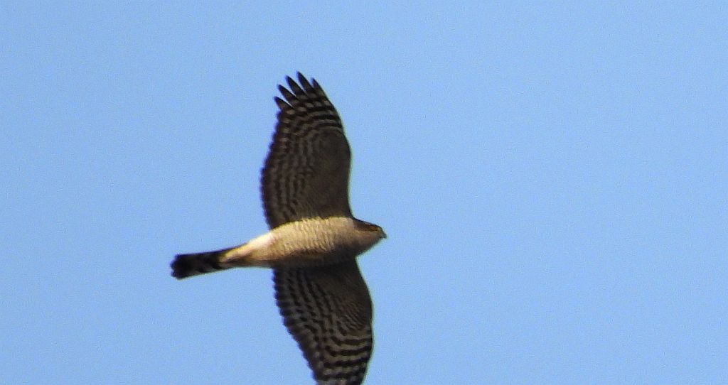 Krogulec zwyczajny, krogulec, jastrząb wróblarz (Accipiter nisus)