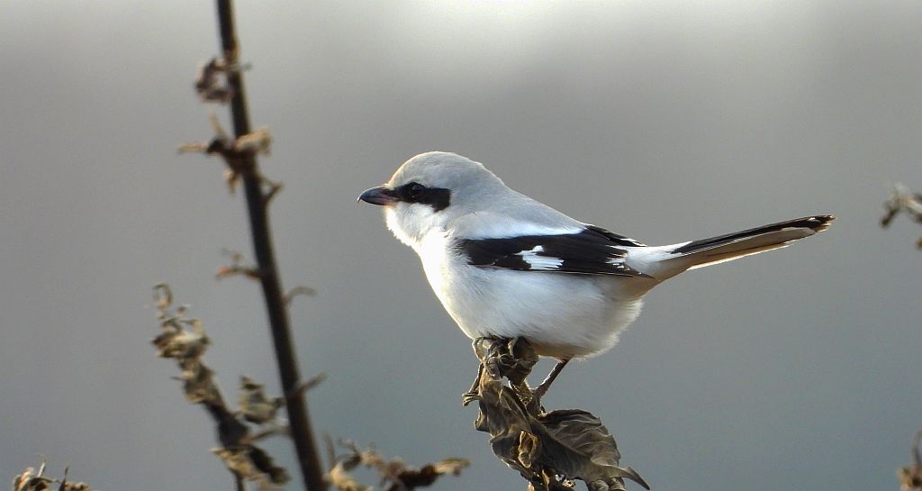 Srokosz, dzierzba srokosz (Lanius excubitor)