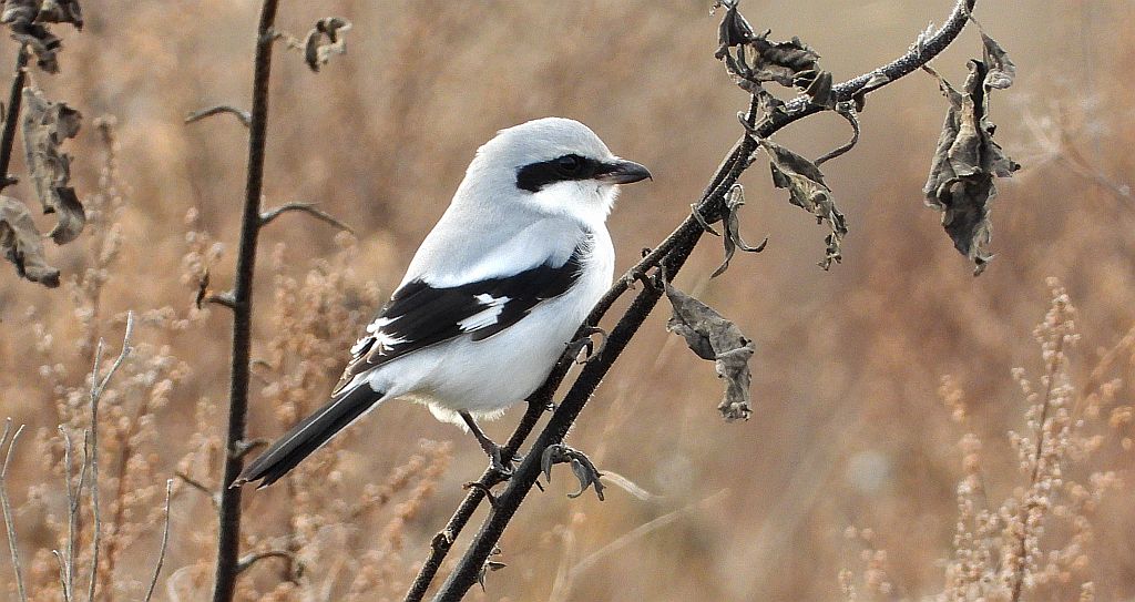 Srokosz, dzierzba srokosz (Lanius excubitor)